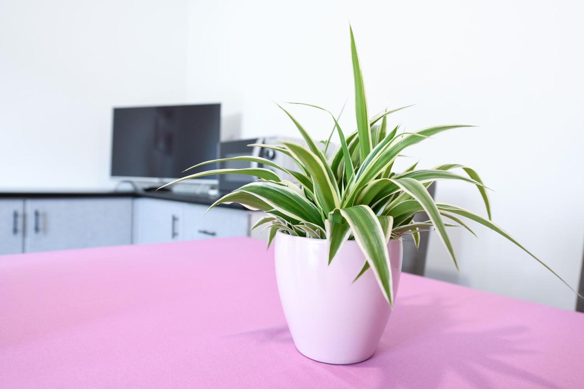 Breeze Apartment Desenzano del Garda Ngoại thất bức ảnh